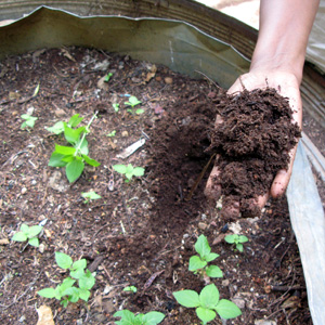 How to prepare the soil for tomatoes in the greenhouse for maximum fruiting