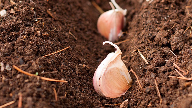 How to properly plant garlic before winter?