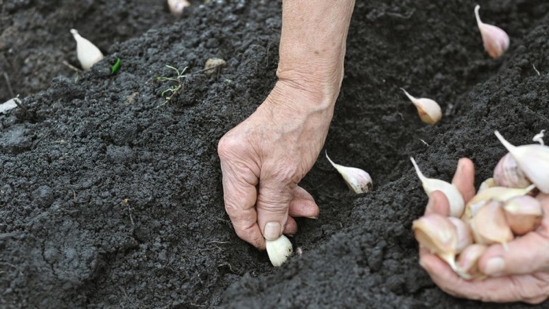 How to properly plant garlic before winter?