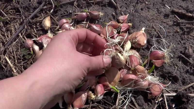 How to properly plant garlic before winter?