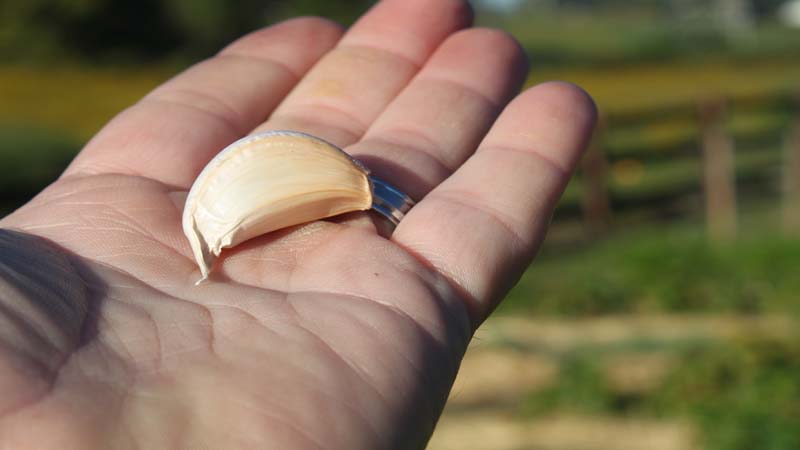 How to properly plant garlic before winter?