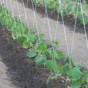 How to properly grow a cucumber Artist: care rules for getting a bountiful harvest