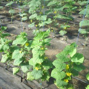 How to properly grow a cucumber Artist: care rules for getting a bountiful harvest