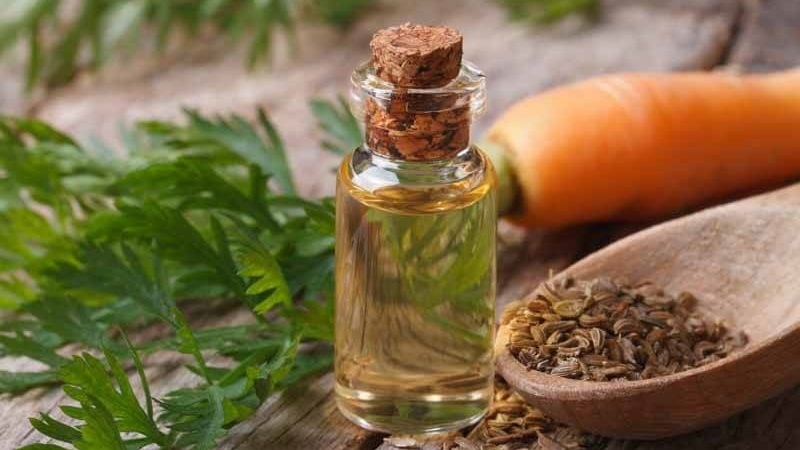 How to properly brew and drink dill for the kidneys in the treatment of urological diseases