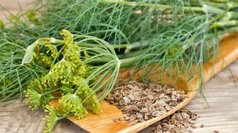 How to properly brew and drink dill for the kidneys in the treatment of urological diseases
