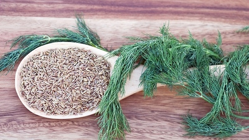 How to properly brew and drink dill for the kidneys in the treatment of urological diseases