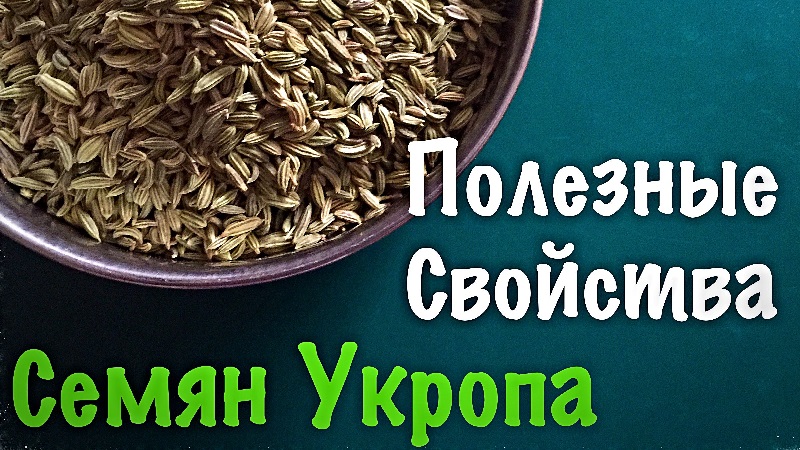 How to properly brew and take dill cough seeds for children and adults
