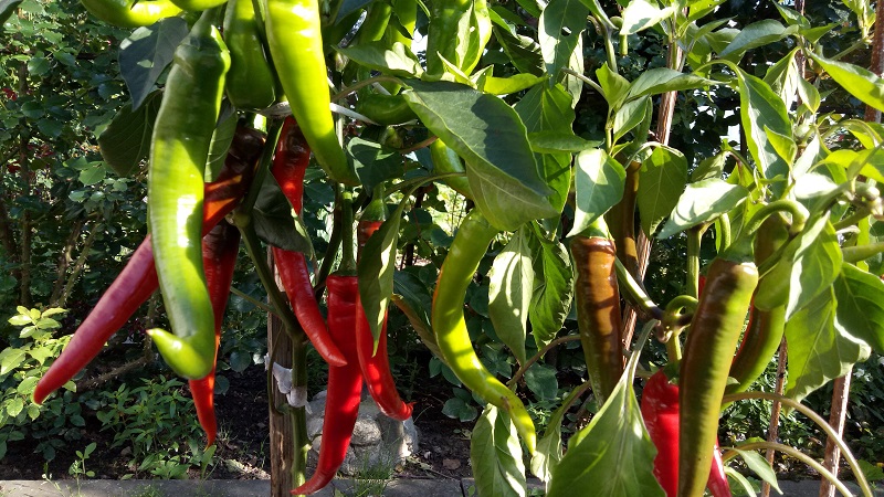 How to cook pickled tsitsak peppers for the winter: simple recipes and recommendations for preparation and storage