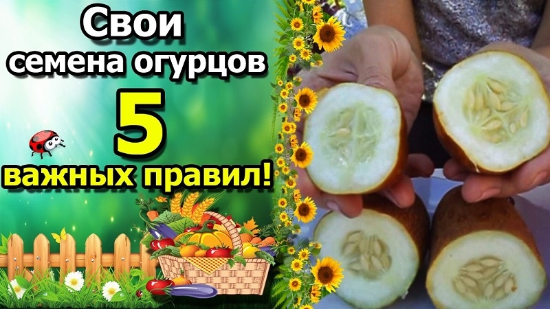 How to grow a cucumber for seeds and correctly collect the seed: step by step instructions