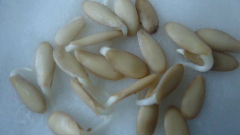 How to grow a cucumber for seeds and correctly collect the seed: step by step instructions