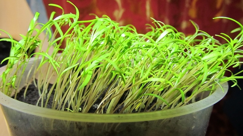 How to grow dill on a windowsill in an apartment: the necessary equipment and a step-by-step guide