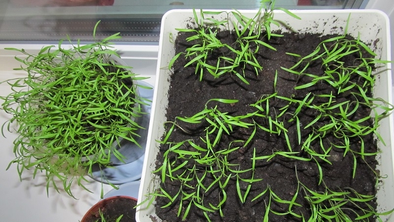 How to grow dill on a windowsill in an apartment: the necessary equipment and a step-by-step guide