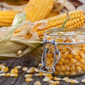 How to pickle corn for the winter at home: choose the cobs correctly and cook according to the best recipes