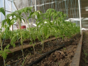 One of the earliest tomato varieties - the French hybrid Supernova F1