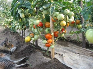 One of the earliest tomato varieties - the French hybrid Supernova F1
