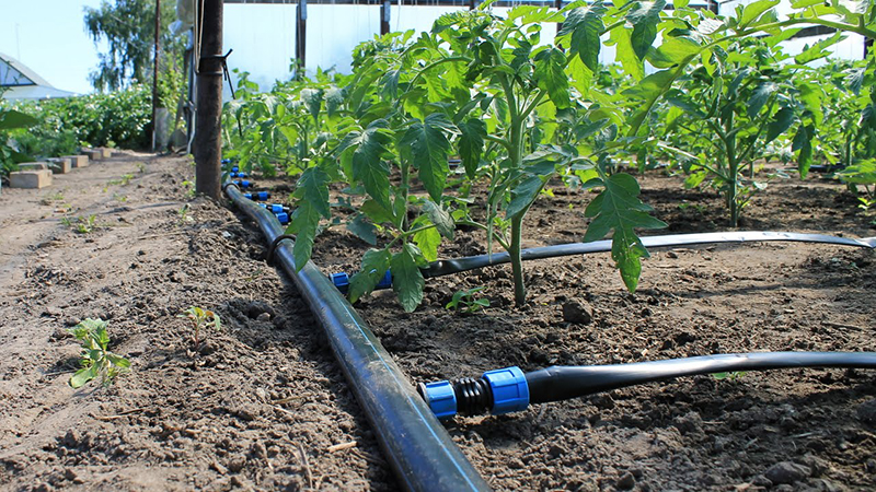 How and how often to water tomatoes in the greenhouse: tips from experienced farmers for a bountiful harvest