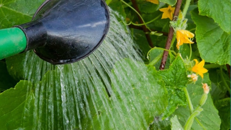 How and how often to water tomatoes in the greenhouse: tips from experienced farmers for a bountiful harvest