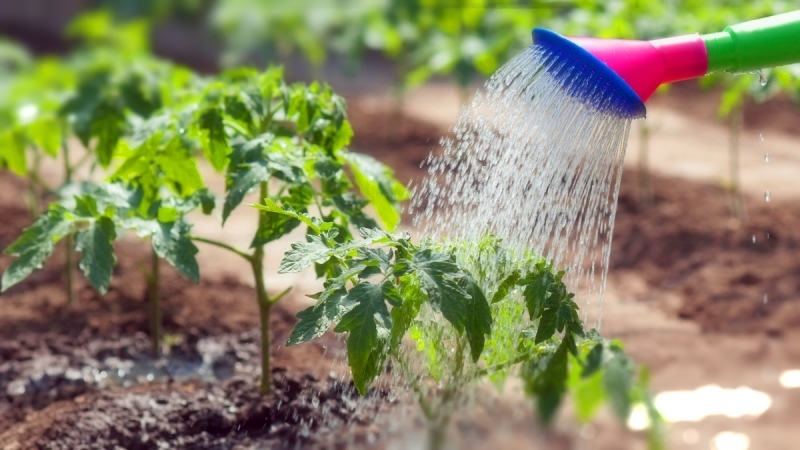 How and how often to water tomatoes in the greenhouse: tips from experienced farmers for a bountiful harvest