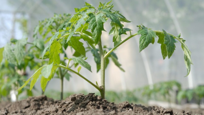How and how often to water tomatoes in the greenhouse: tips from experienced farmers for a bountiful harvest