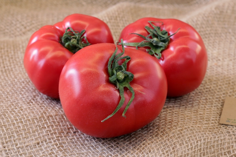 Sweet, fleshy and unpretentious tomato Sensei - a description of agricultural techniques and advice from experienced summer residents