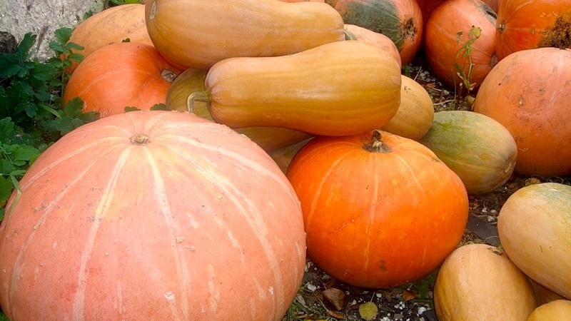 The best varieties of pumpkin for open ground with photos and descriptions