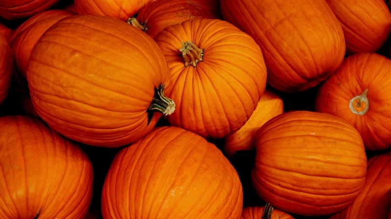 The best varieties of pumpkin for open ground with photos and descriptions