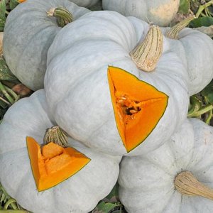 The best varieties of pumpkin for open ground with photos and descriptions