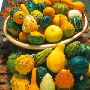 The best varieties of pumpkin for open ground with photos and descriptions