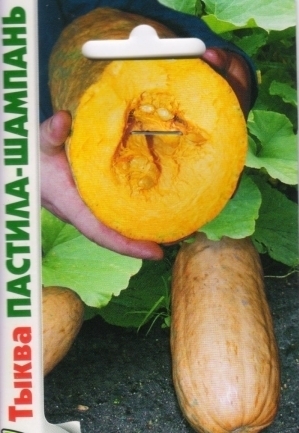 The best varieties of pumpkin for open ground with photos and descriptions