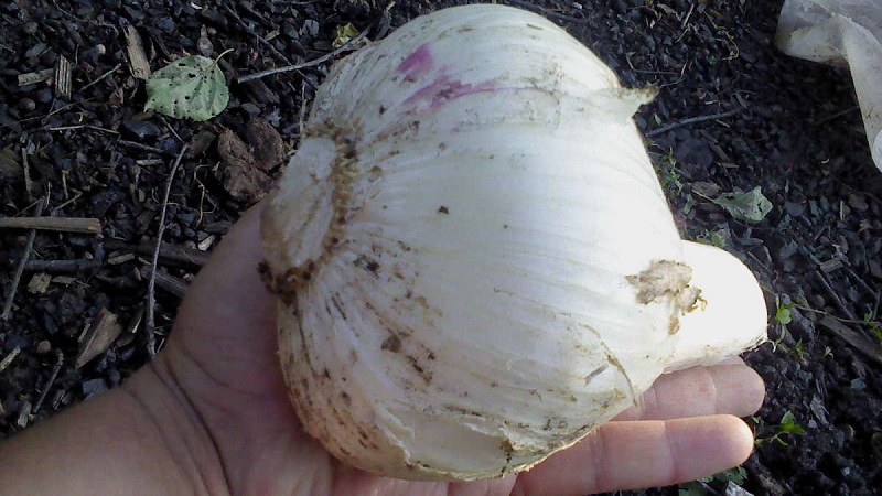 Onions or hairstyles - what is Rocambol garlic and how to grow it correctly and use it wisely