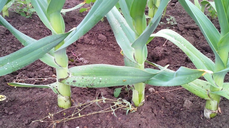Onion or hairstyle onion - what is Rocambol garlic and how to grow it correctly and use it wisely
