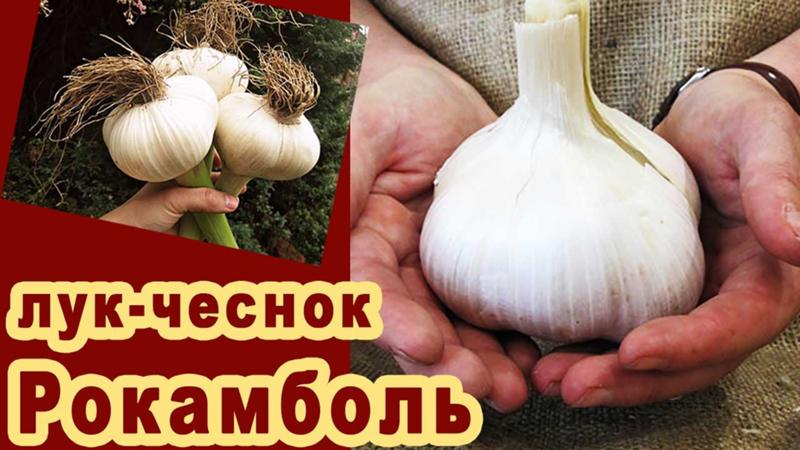 Onions or hairstyles - what is Rocambol garlic and how to grow it correctly and use it wisely