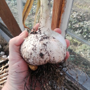 Onion or hairstyle onion - what is Rocambol garlic and how to grow it correctly and use it wisely