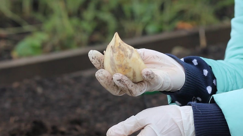 Onions or hairstyles - what is Rocambol garlic and how to grow it correctly and use it wisely