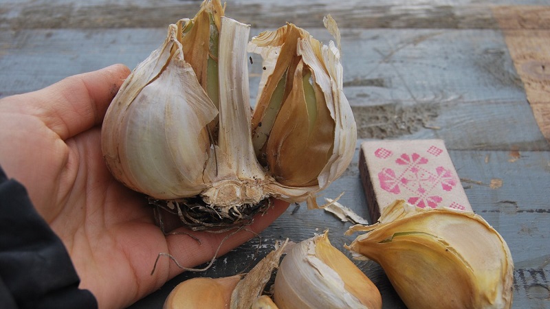 Onion or hairstyle onion - what is Rocambol garlic and how to grow it correctly and use it wisely