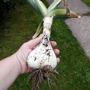 Onion or hairstyle onion - what is Rocambol garlic and how to grow it correctly and use it wisely