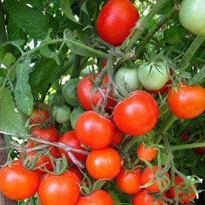 Miniature bushes with neat tomatoes, fruiting until the very frost - Torch tomatoes