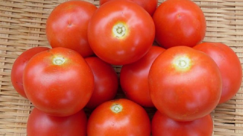 Miniature bushes with neat tomatoes, fruiting until the very frost - Torch tomatoes