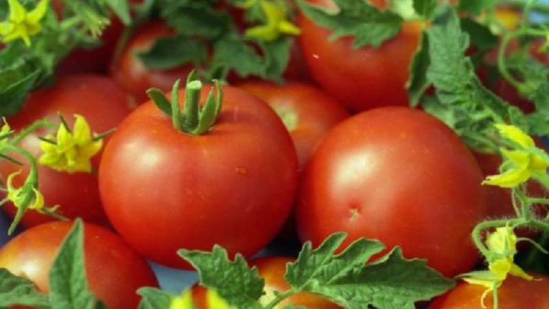 Miniature bushes with neat tomatoes, fruiting until the very frost - Torch tomatoes