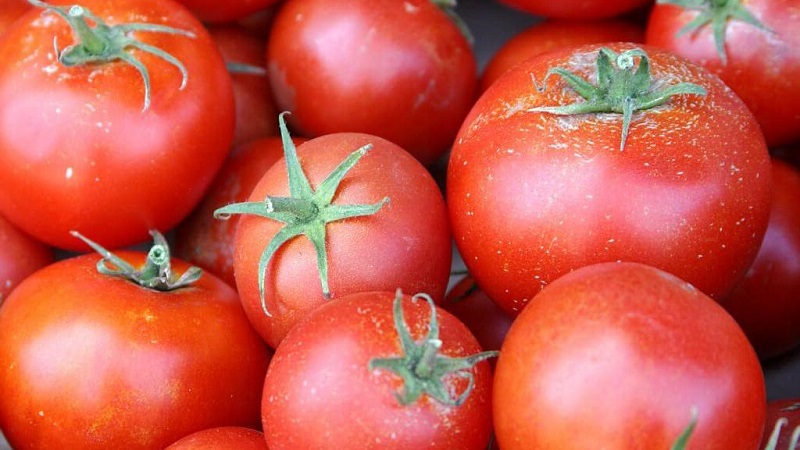 Miniature bushes with neat tomatoes, fruiting until the very frost - Torch tomatoes