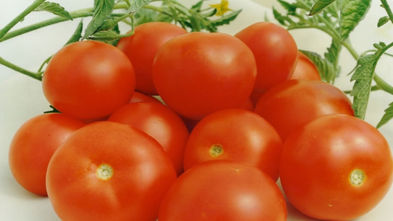 Miniature bushes with neat tomatoes, fruiting until the very frost - Torch tomatoes