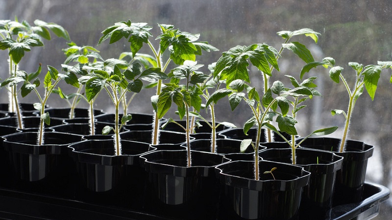 Miniature bushes with neat tomatoes, fruiting until the very frost - Torch tomatoes