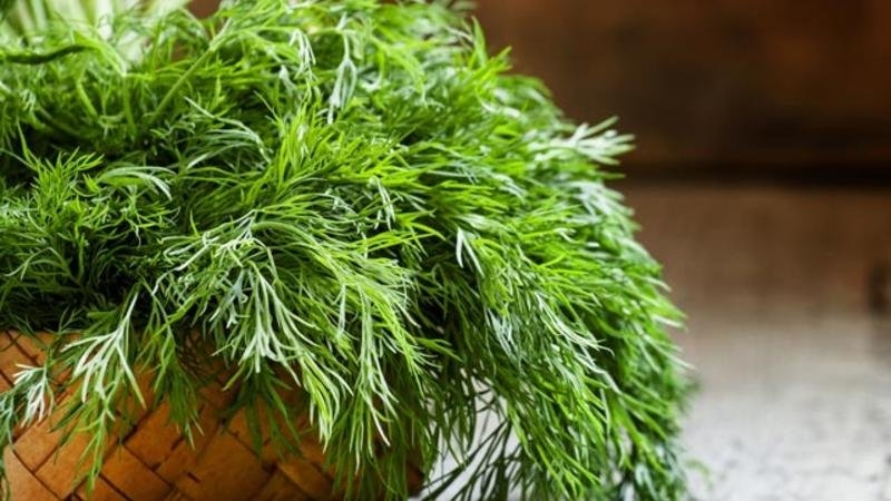 Is it possible to eat dill for gastritis and how to use it in traditional medicine recipes