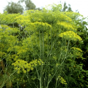 Is it possible to eat dill for gastritis and how to use it in traditional medicine recipes