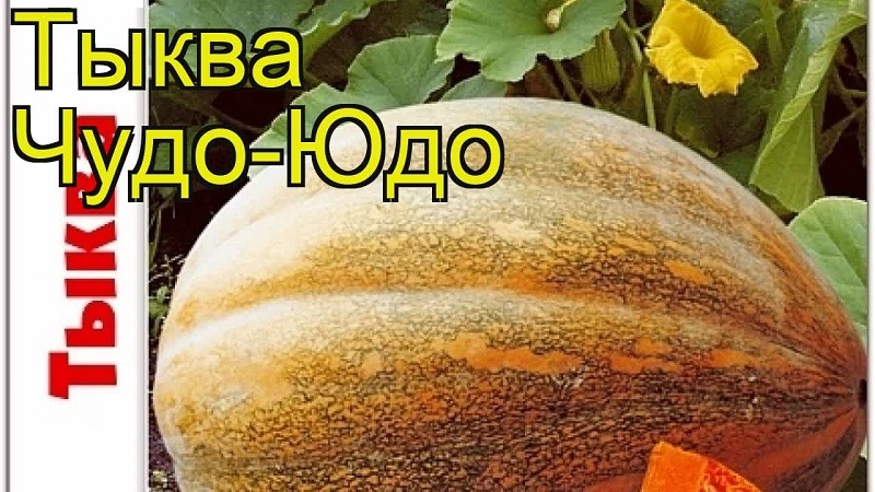 Butternut pumpkin Miracle Yudo: a unique variety for long-term storage and preparation of delicious dishes