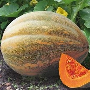 Butternut pumpkin Miracle Yudo: a unique variety for long-term storage and preparation of delicious dishes