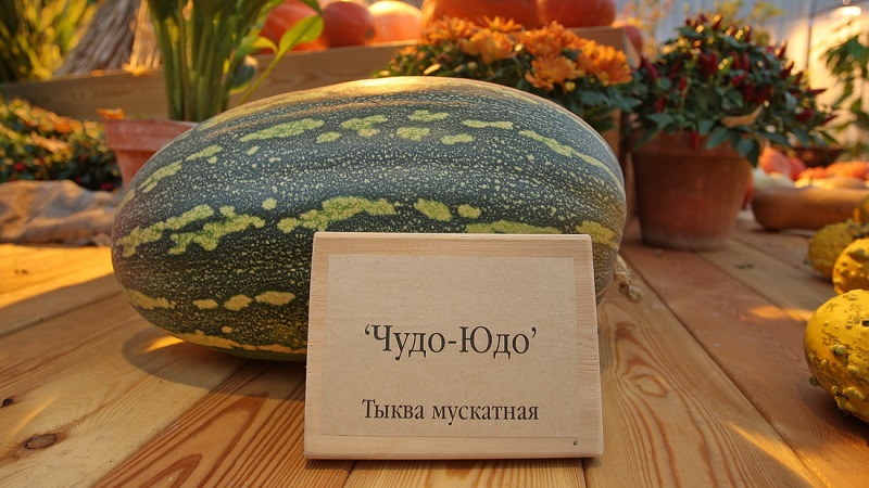 Butternut pumpkin Miracle Yudo: a unique variety for long-term storage and preparation of delicious dishes