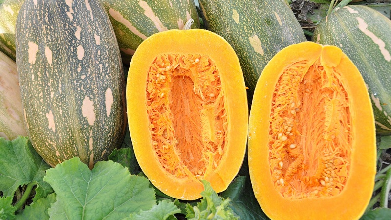 Butternut pumpkin Miracle Yudo: a unique variety for long-term storage and preparation of delicious dishes