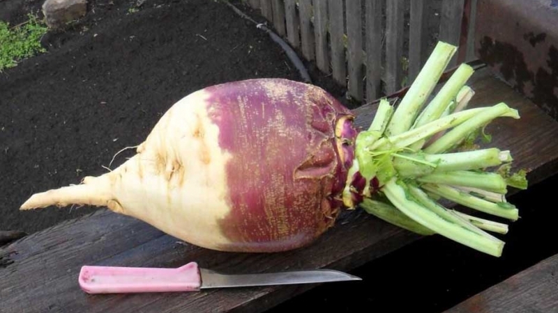 Unusual and delicious recipes for cooking rutabagas from experienced housewives