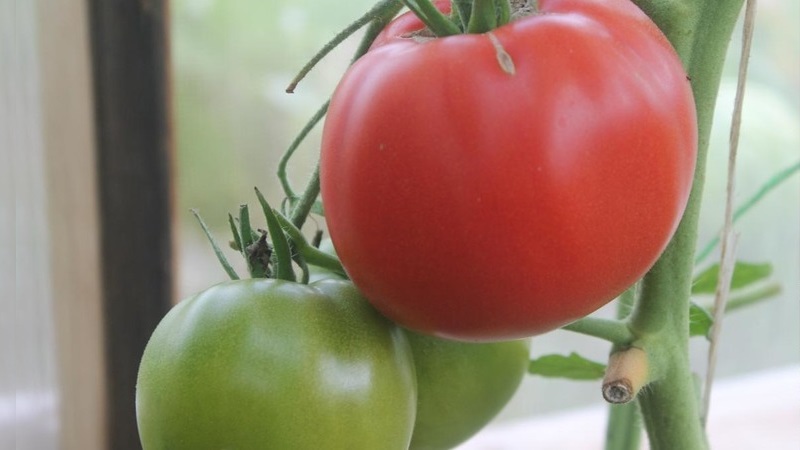 An unpretentious and non-capricious variety that requires minimal care - a fatty tomato: we grow without hassle